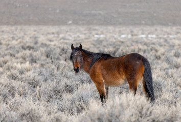 Wild Horse Near Challis Idaho in Winter