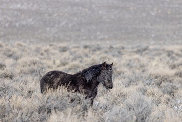 Wild Horse Near Challis Idaho in Winter