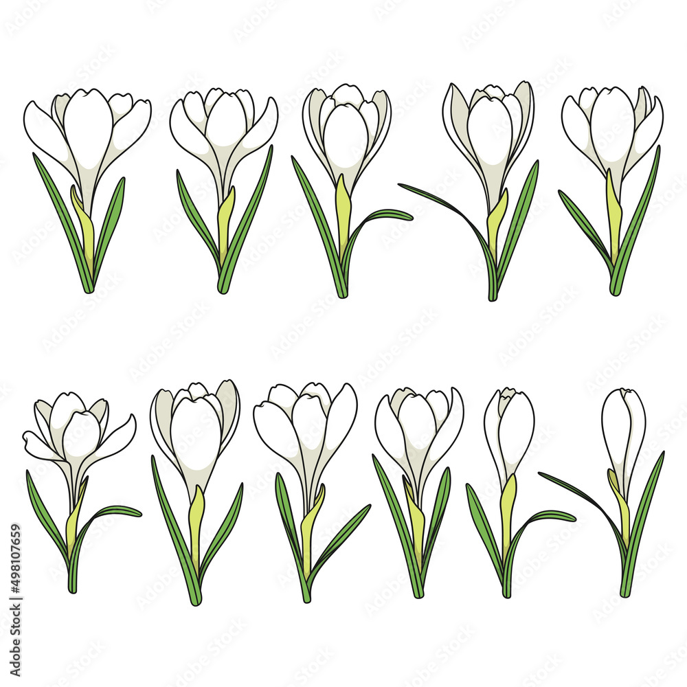 Aufkleber set of color illustrations with white crocus flowers, saffron. isolated vector objects on a white ba