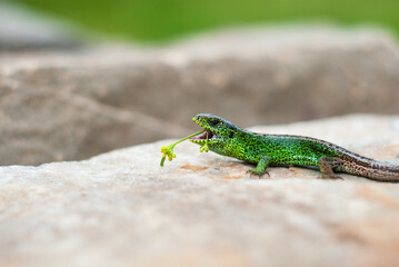 Green lizard with a flower in its mouth. Funny lizard on a stone with open mouth
