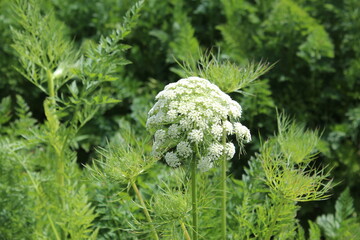 close up of white flowers