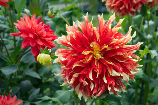 Close-up decorative Dahlia blossom Bodacious