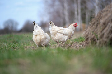 White chicken on a green background. The bird grazes on the grass. 