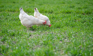 White chicken on a green background. The bird grazes on the grass. 