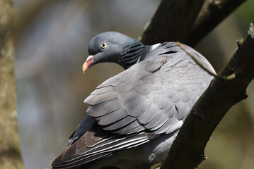 Wildtaube