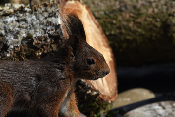 Eichhörnchen