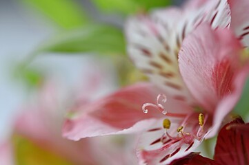 Alstroemeria - purplish pink flower close-up macro. floral background