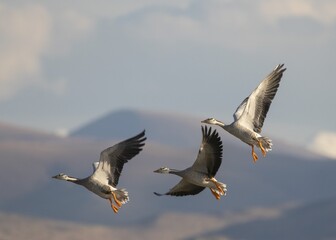 Obraz premium geese fly in the sky