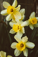 Obraz na płótnie Canvas daffodils in the garden