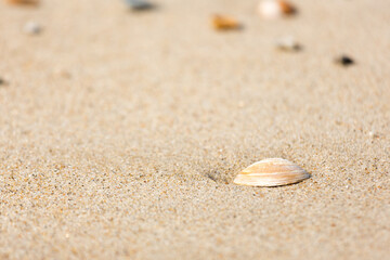 Muschel am Meer, Strand, Sandklaffmuschel