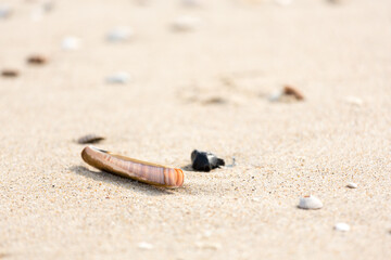 Muschel am Meer, Strand, amerikanische Scheidenmuschel