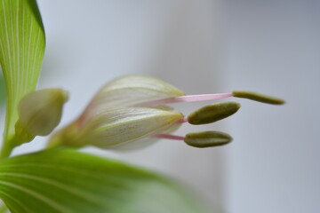 Obraz premium Alstroemeria flower bud - purplish pink flower close-up macro. floral background