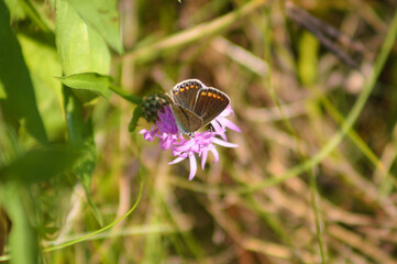 Fototapeta na wymiar Closeup of common blue butterfly on spotted knapweed flower with selective focus on foreground