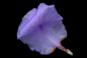 Blue iris flower on black