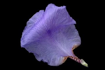 Tuinposter Blue iris flower on black © Tatyana Nyshko