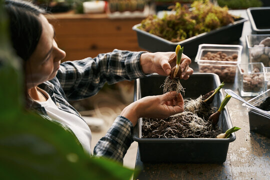 Close-up photo of female planting flowers in workshop