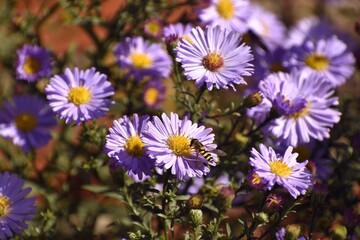 Purple garden aster flowers with pollen gathering insects close up on an autumn day outdoors.