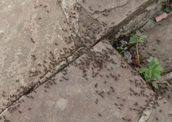 ant infestation around the house