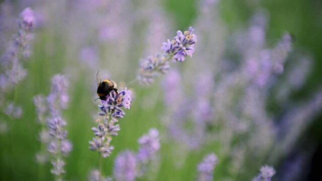 Flying bumble-bee gathering pollen from lavender blossoms. Filmed on high speed cinema camera, 1000fps.