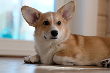 Cute Welsh Corgi Pembroke dog is lying on the floor in the house by the window