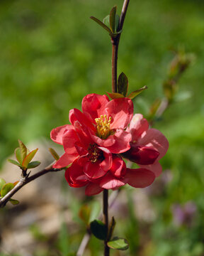 beautiful crimson spring flowers for your desktop screensaver