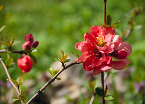 beautiful crimson spring flowers for your desktop screensaver