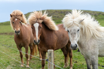 Obraz na płótnie Canvas Icelandic horses with long hair. Icelandic horse is a breed of horse developed in Iceland only.