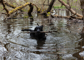 happy black labradors swimming in a pond in the forest