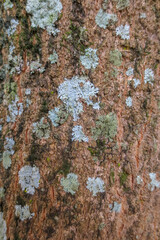 Mossy wood texture has a rough texture. Mango tree texture 