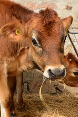 Jersey cow, U.K. Young cute farm animal looking into the camera.