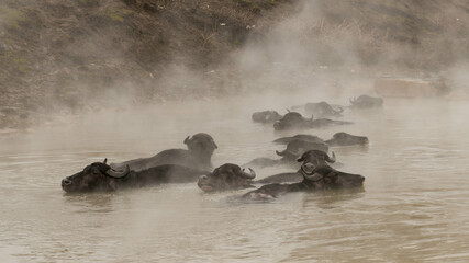 Animals in thermal water with steam, animal shower in Guroymak, Bitlis, Turkey