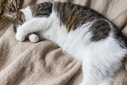 Cute young domestic cat sleeps on soft cozy throw on bed, covering eyes and nose with paw. Close up, selective focus, copy space