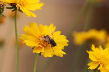 bee on yellow flower