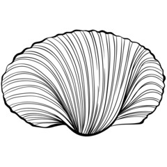 Scallop shell. Vector hand drawn line art illustration isolated on white. Element for design seafood shop or menu, decor, label. Suitable for coloring book page. Sketch close up illustration