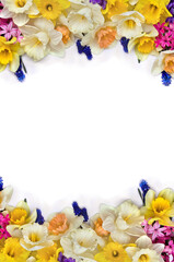 White and yellow narcissuses, violet hyacinths and blue flowers muscari on a white background with space for text. Top view, flat lay