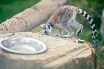 Lemur looking for food in the zoo. There is a drinking bowl with water nearby.