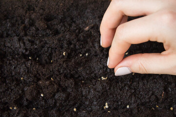 Planting seeds in black soil, gardening concept. Spring time