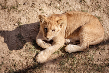 The lion cub was lying on the ground, not looking at the camera. View from above.