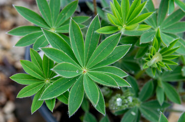 Green leaves of Lupine plant (Lupinus polyphyllus) in the garden. Close up. Detail. Macro. Selective focus.