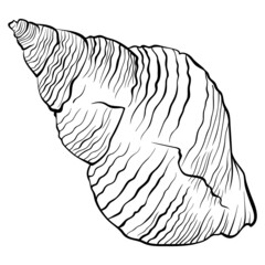 Spiral twisted seashell side view. Vector hand drawn line art close up illustration isolated on white. Element for design seafood shop or menu, decor, label. Suitable for coloring book page.