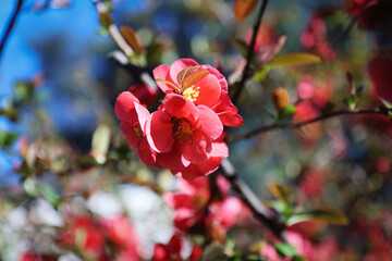 Fototapeta na wymiar Arbusto con fiori di pesco di color rosa intenso appena sbocciati, primo piano su un cielo azzurro intenso