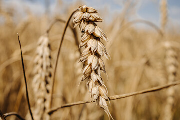 Ripe golden ear of wheat. Golden wheat field under a clear blue sky.