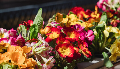 Naklejka na ściany i meble Colored primula vulgaris or primrose for sale in flower shop in spring time.