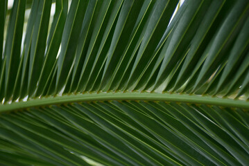 Texture of green palm leaf. Abstract background of tropical palm leaves. Tropical greenhouse in Zielona Gora.