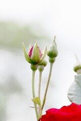Nahaufnahme Rosenbl&uuml;te
