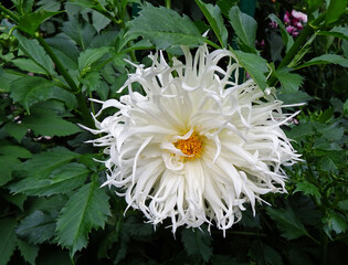duży, biały kwiat dalii, georginia, Dahlia, white dahlia