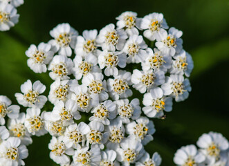 White wild plant inflorescence on a green background