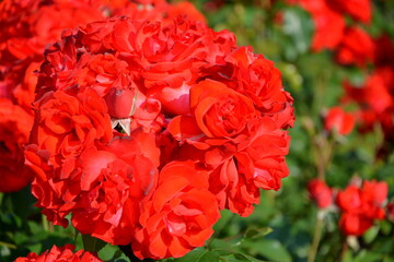 Fototapeta czerwone róże rabatowe	 obraz