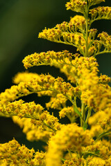 Yellow inflorescence of wild plant on a green background