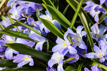 Light purple flowers in the garden in spring